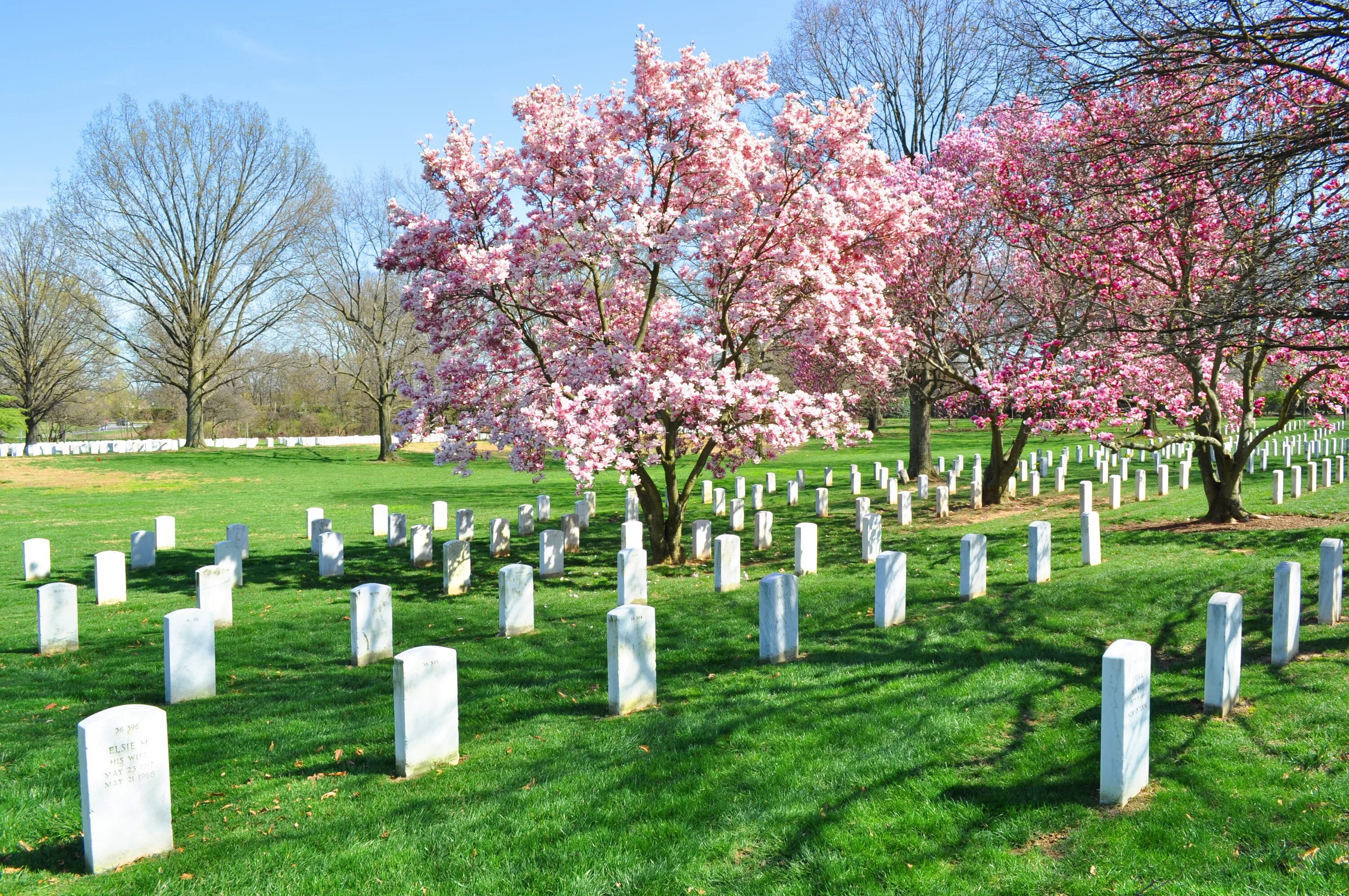 Арлингтон кладбище. Деревья на кладбище. Дерево на могиле. Красивое кладбище.