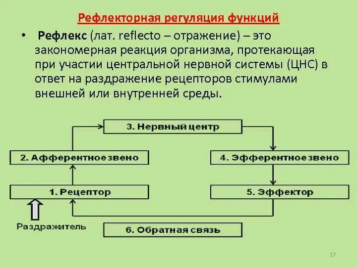 Рефлекторной регуляции функций. Рефлекторная регуляция функций организма физиология. Рефлеткорная регуляиц. Рефлекторный принцип регуляции функций.