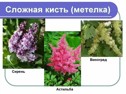 Метелка какие растения