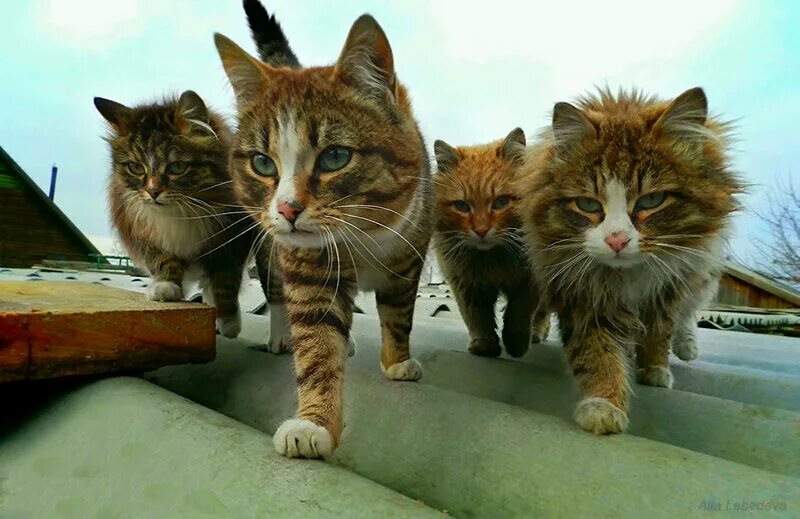 Четверо котов. Кошляндия Аллы Лебедевой. Четыре кота.
