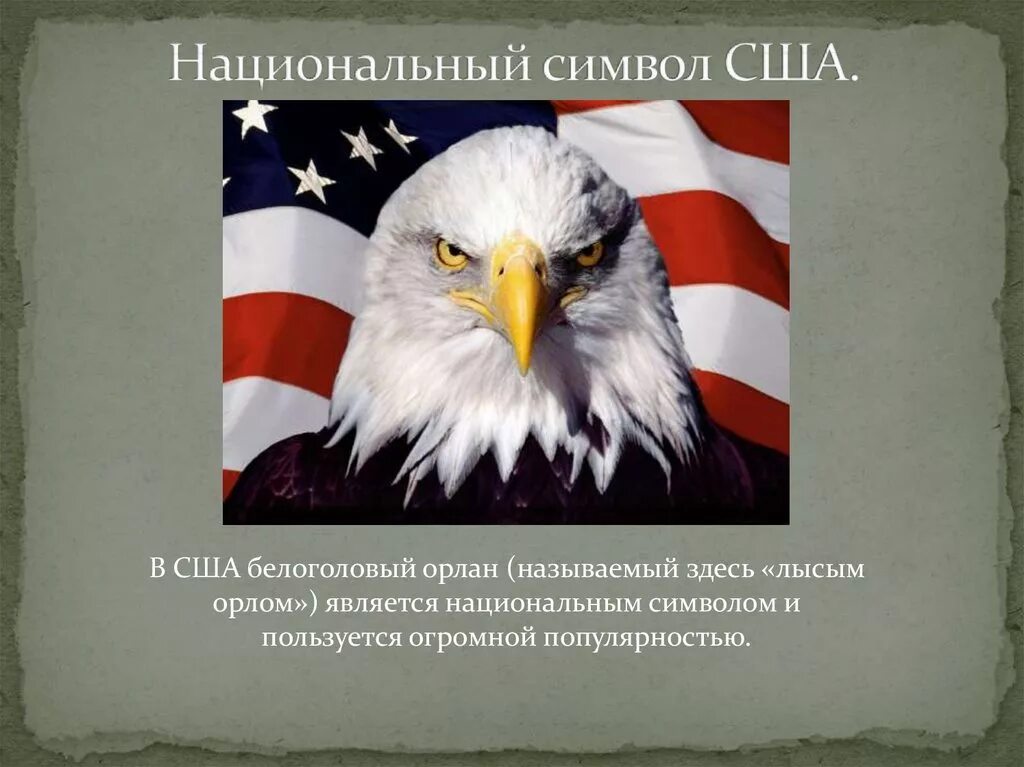 Какой зверь является национальным символом. Белоголовый Орел символ США. Орлан символ США. Национальные символы США. Национальное животное США.