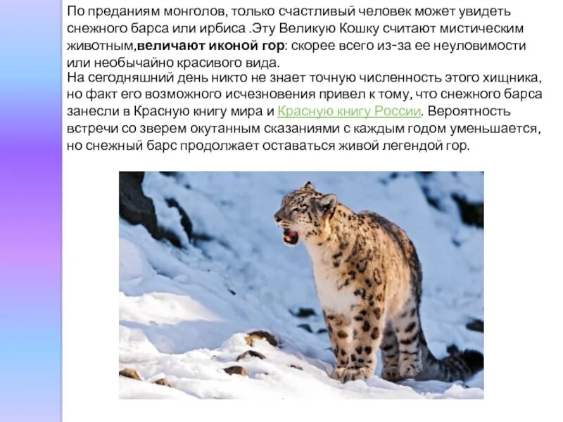 Ирбис список мсоп угрожаемых видов хищных. Презентация на тему снежный барс. презентация на тему снежный барс или ирбис. систематика снежного барса. снежный барс красная книга меры по сохранению.