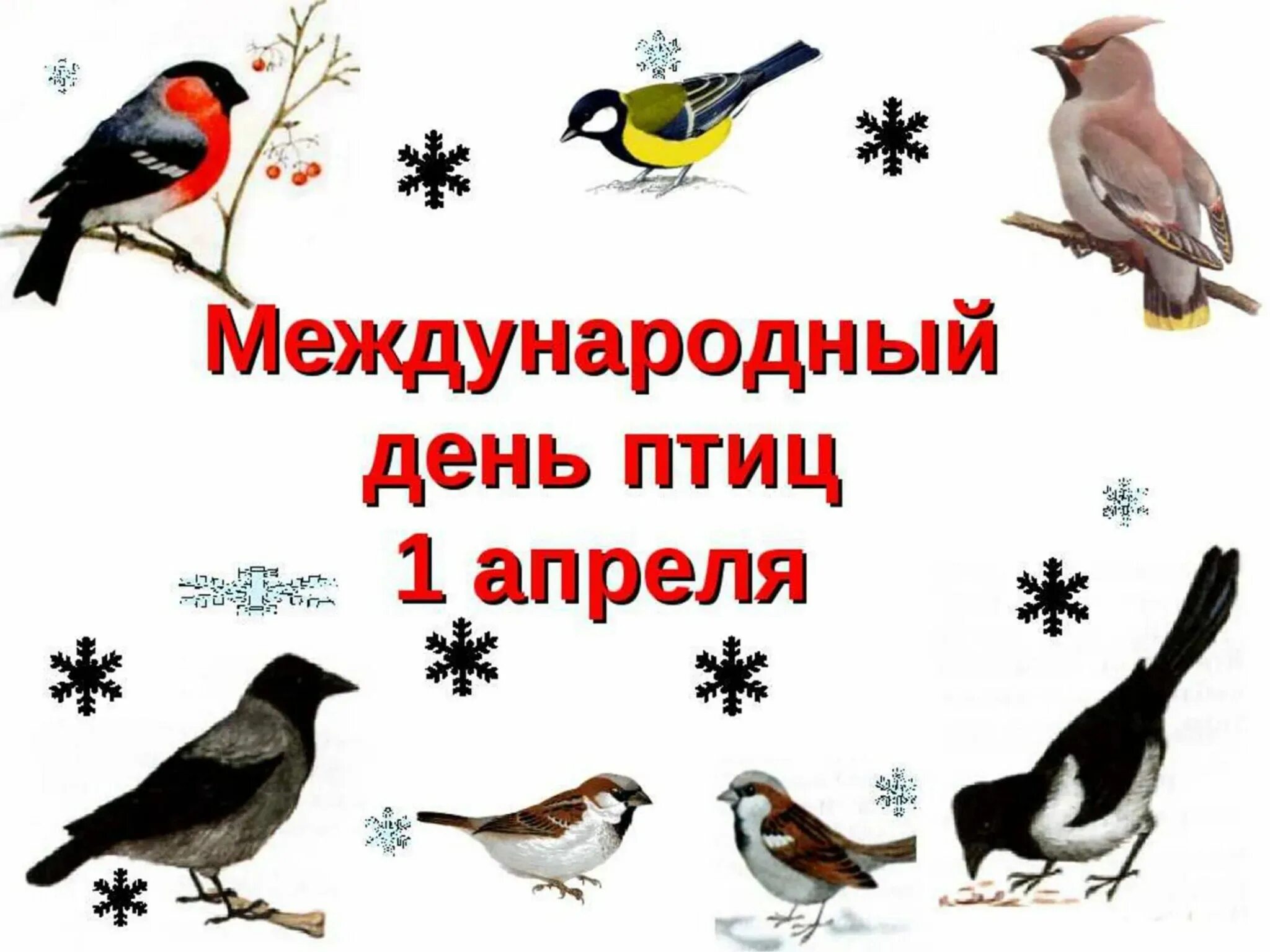 1 апреля международный день птиц картинки. Международный день птиц. 1 Апреля Международный день птиц. Междунаровныйденьптиц. Денптицу.