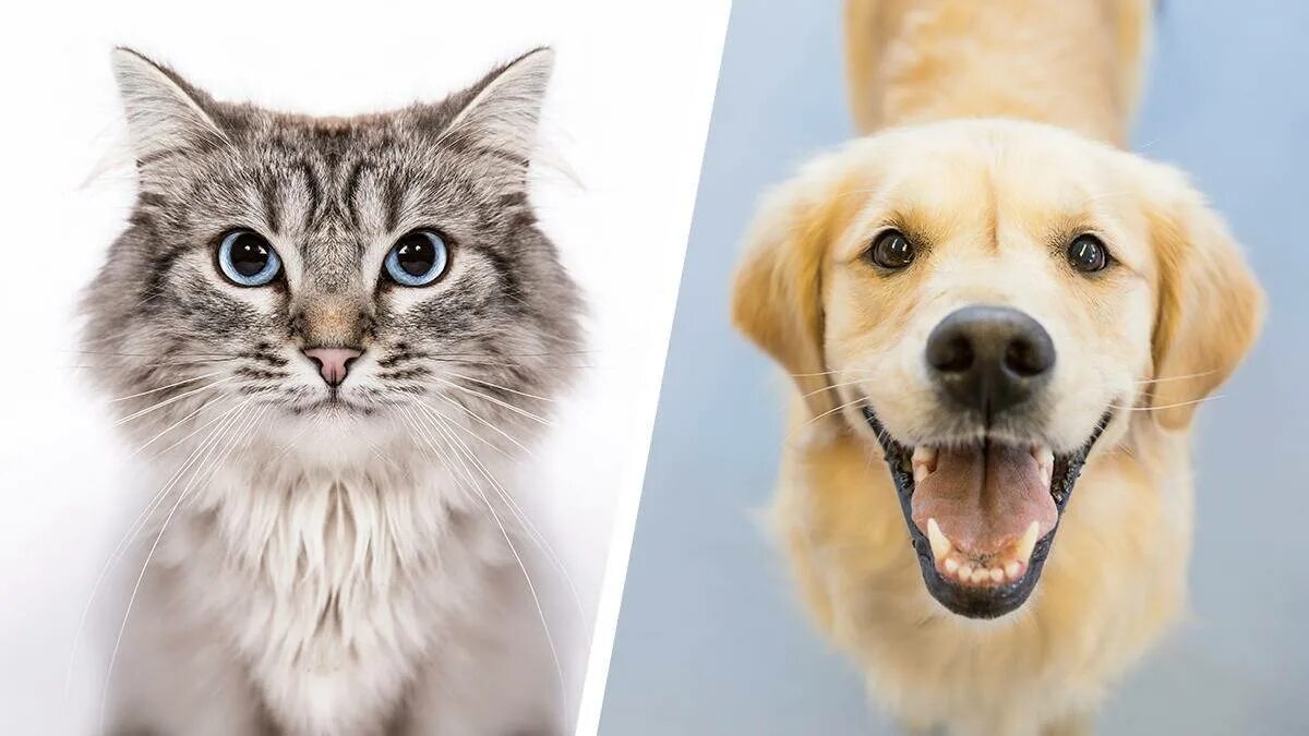 Кошка или собака. Коты vs собаки. Кот против собаки. Кошки или собаки опрос. Включи кот собачка