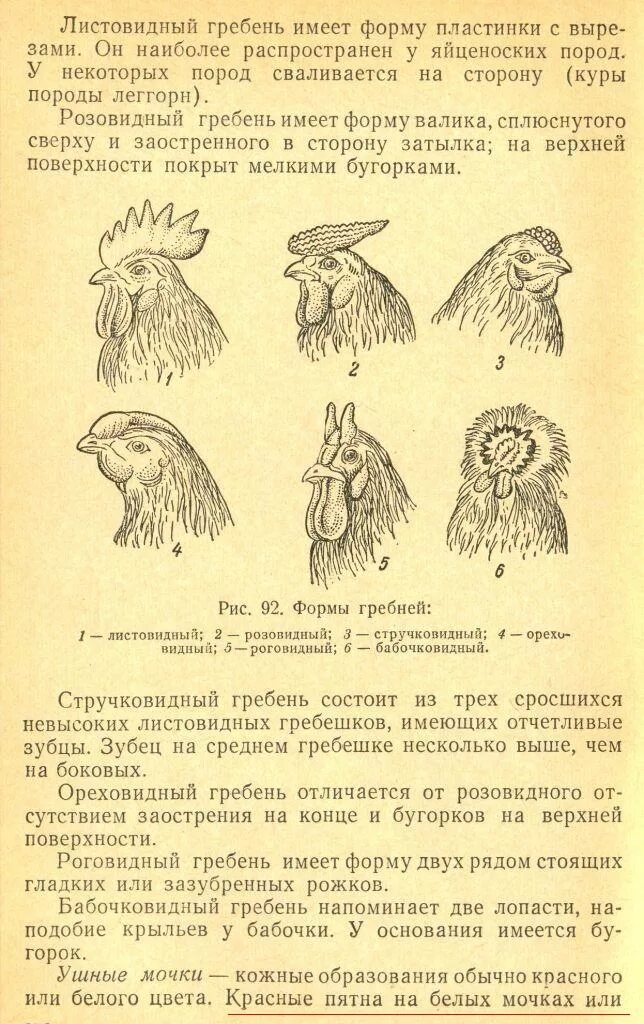 При скрещивании курицы с листовидным гребнем. Формы гребня у петухов. Форма гребня у кур. Розовидный гребень у петуха. Типы гребешков у петухов.