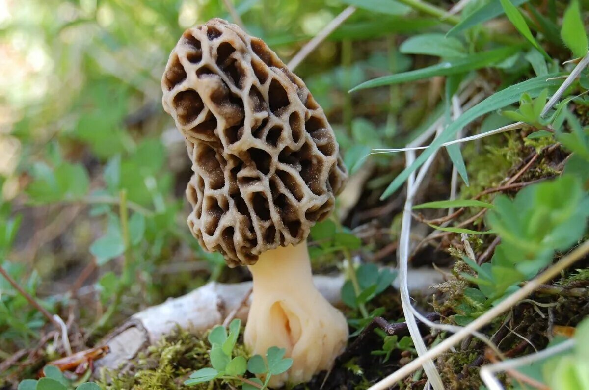 Самые ранние грибы. Сморчки грибы. Сморчки грибы съедобные. Сморчок съедобный (Morchella esculenta).. Сморчки весенние.