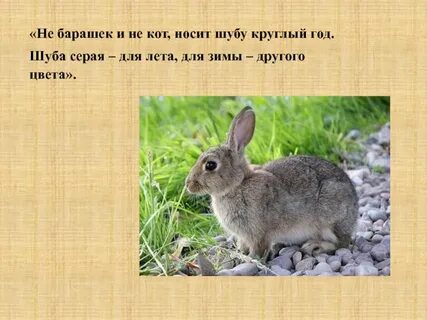 Летом шубу надевает а зимой ее