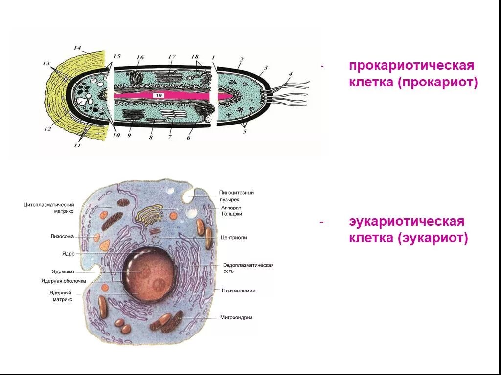 Клетки прокариот не имеют ядра. Строение эукариотической клетки и прокариотической клетки. Схема строения прокариотической и эукариотической клеток. Эукариотическая и Прокариотическая клетка строение. Сравнение прокариотической и эукариотической клетки рисунок.