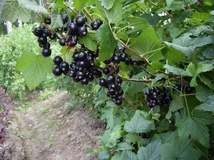 Смородина белгород