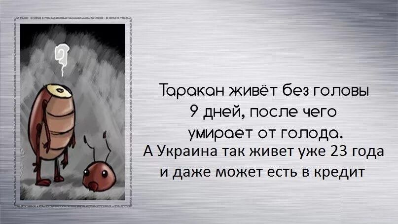 Сколько живут без головы. Интересные факты о тараканах. Интересные факты про тараканов. Таракан может жить без головы. Таракан может прожить без головы.