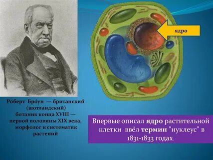 Различные виды животных клеток впервые наблюдал