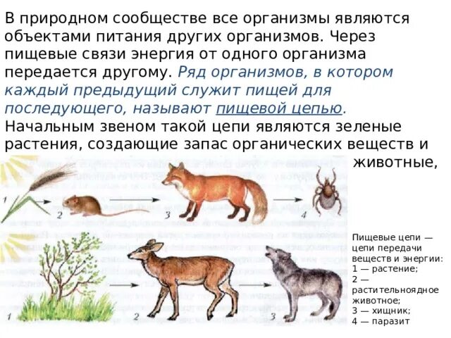 Описать природное сообщество. Доклад о природном сообществе. Организмы в природных сообществах. Сообщение о любом сообществе. Биология сообщение на тему природное сообщество