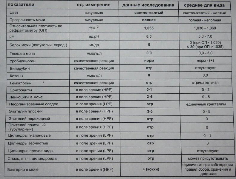 Эритроциты в анализе кала