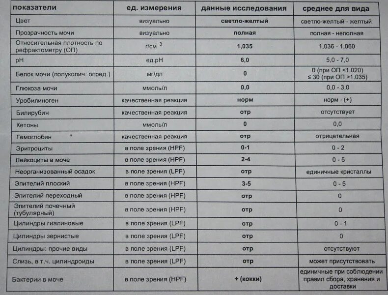 Лейкоциты в поле зрения в моче норма. Лейкоциты в моче 2-3 в поле зрения. Анализ мочи лейкоциты 3 2 2. Лейкоциты в моче 1/2 поля зрения.