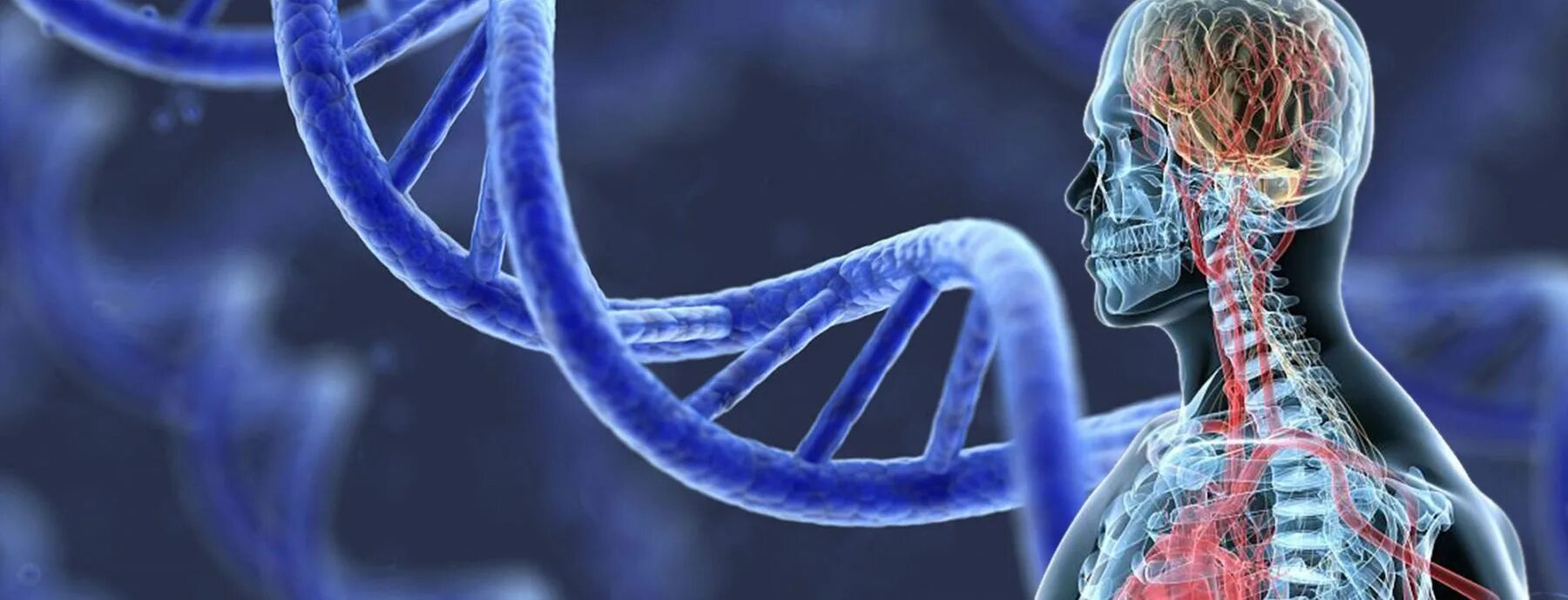 ДНК человека. ДНК бессмертие. Биологическое бессмертие. Человек из ДНК. Reduce disease