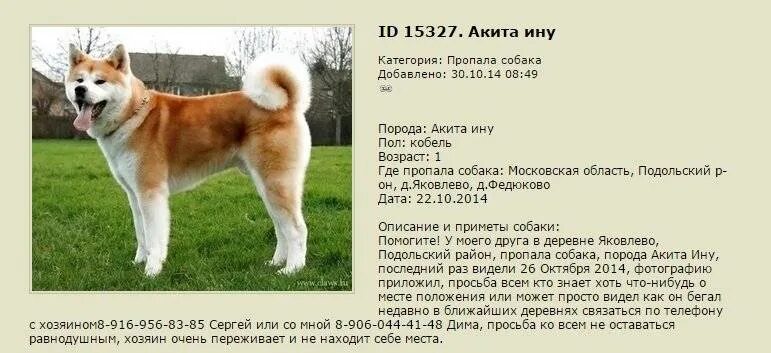 Собака акита размеры. Японская акита ину. Собака акита размеры. Сиба-ину породы собак. Акита-ину.