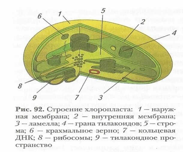 Ядро содержит хлоропласты. Строение хлоропласта ЕГЭ. Строение хлоропласта ЕГЭ биология. Ультра строение хлоропласта. Внутренняя мембрана хлоропласта.