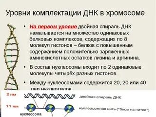 Сколько молекул днк содержит 1 хромосома. Сколько молекул днк содержит 1 хромосома