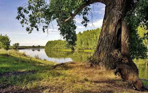 Река дуб