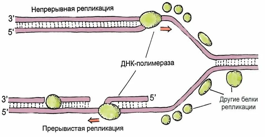 Фрагментарная репликация днк. Схема репликации днк вилка. схема репликационной вилки днк. репликация схема репликативной вилки. прерывистый синтез днк это.