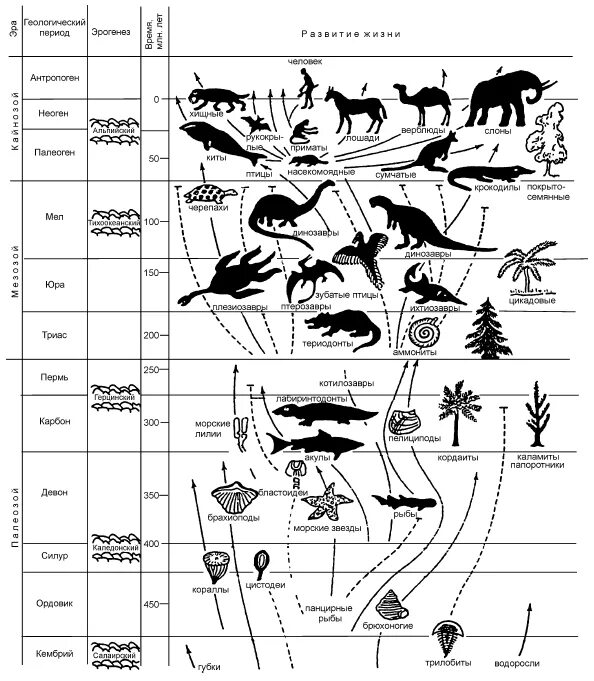 Геологическая Эволюция схема. Схема развития жизни на земле. Геохронологическая шкала животные. Схема эволюции жизни на земле.