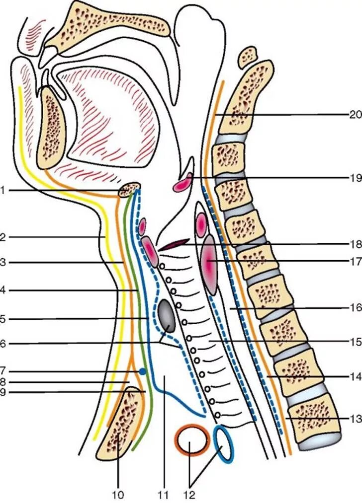 Spatium retropharyngeum. Межфасциальные клетчаточные пространства шеи. Фасции шеи Сагиттальный разрез. Клетчаточные пространства шеи. Клетчаточные пространства шеи Сагиттальный распил головы и шеи.