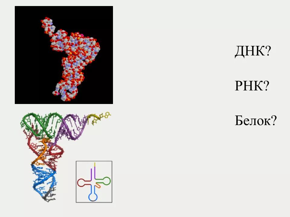 Белок РНК. ДНК РНК белок. ДНК В РНК В белок тату. ДНК РНК белок рисунок.