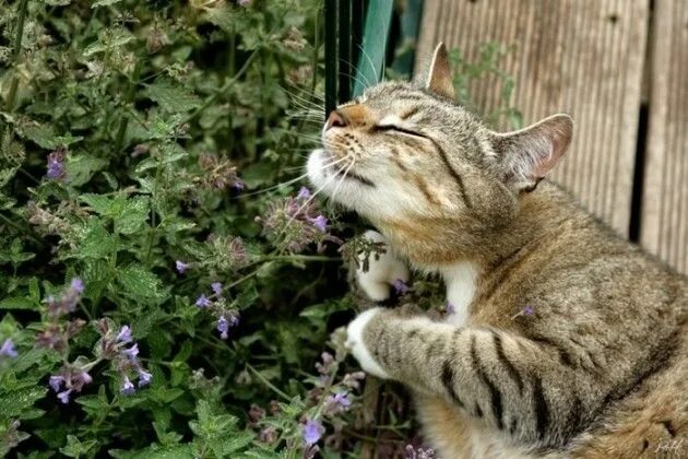 300 Seeds Grey Catmint Nepeta Mussinii Perennial Flower Anti Mosquito Bee Attrac