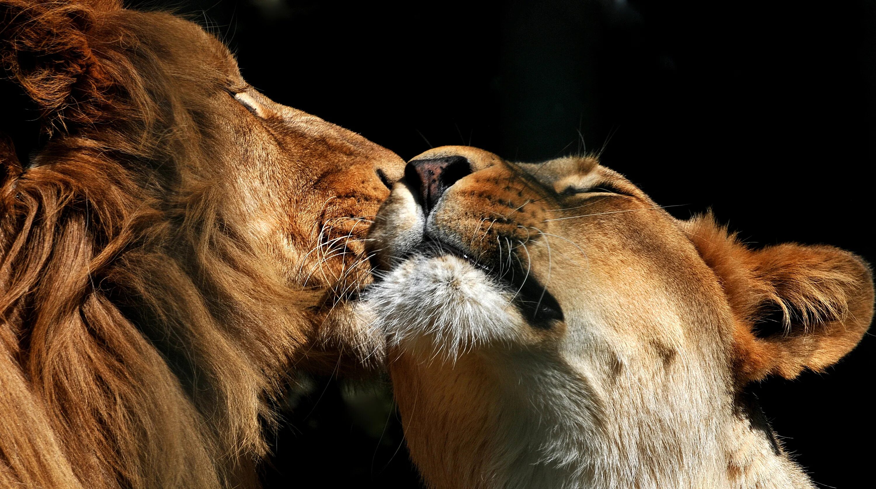 Animal coupling. Лев и львица. Лев и львица любовь. Лев. Заставка на рабочий стол Лев.