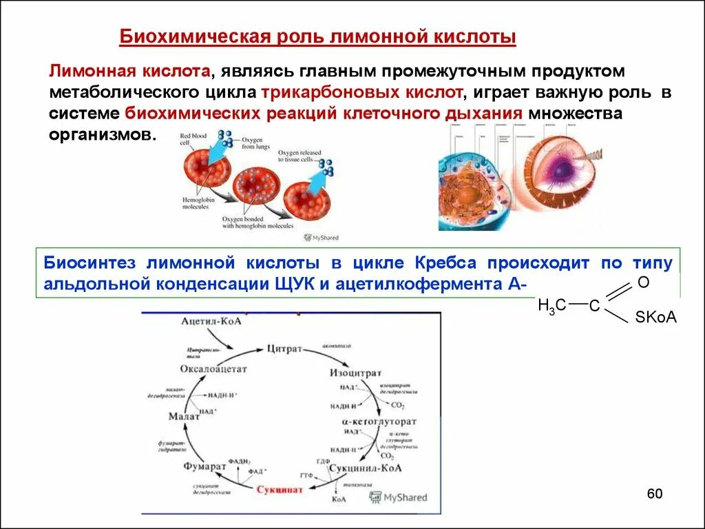 Белки ферменты. Белки ферменты в метаболизме. Регуляторы биомолекулярных процессов конспект. Экзергонические реакции биохимия. Каталитическая функция белков заключается в.