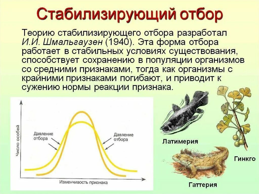 Стабилизирующий отбор в каких условиях. Стабилизирующая форма естественного отбора это в биологии. Стабилизирующая форма естественного отбора примеры. Формы естественного отбора стабилизирующий отбор. Схема классификации естественного отбора.