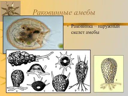 К раковинным амебам относятся
