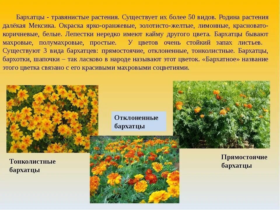 Бархатцы значение цветка. Бархатцы тонколистные однолетники. бархатцы цветы описание.