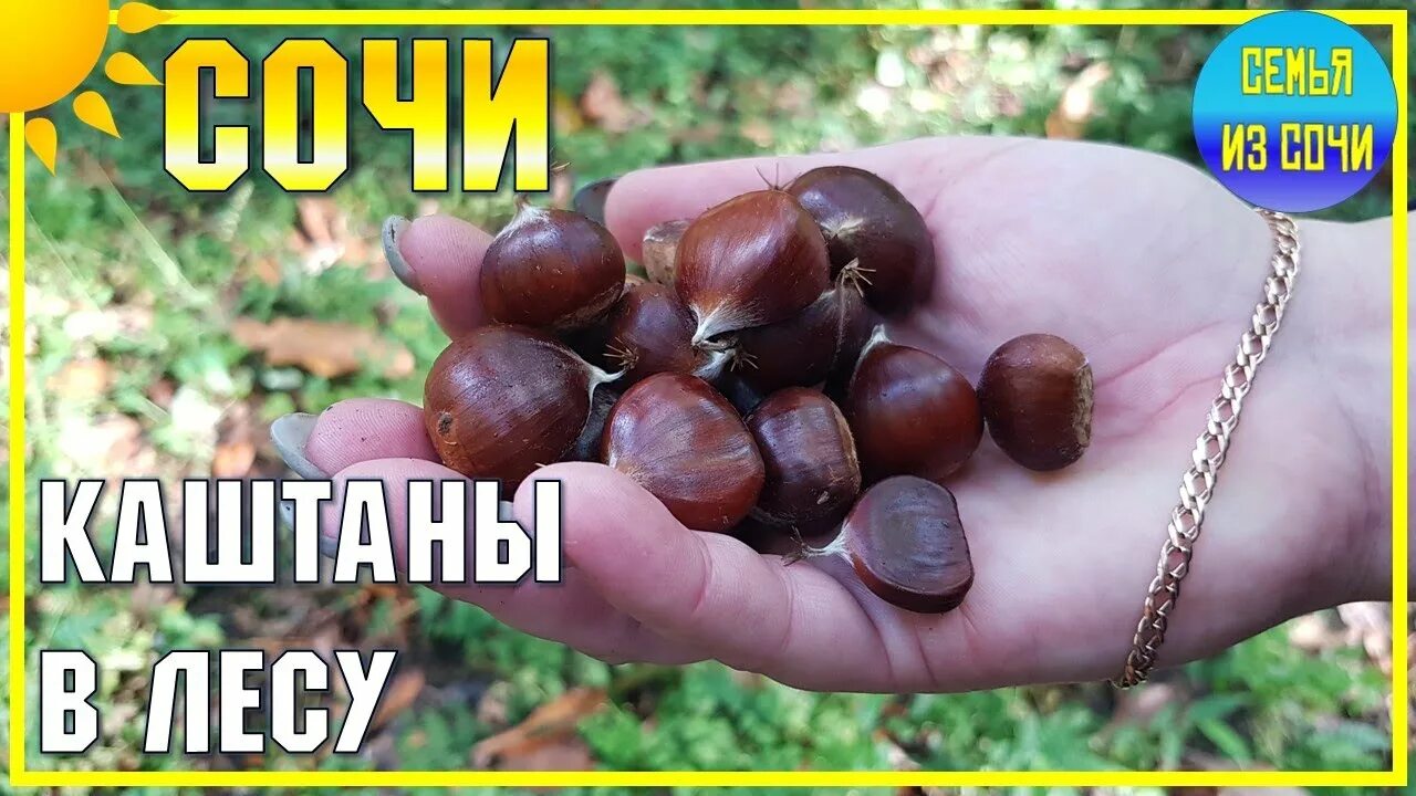 Праздник каштана во франции. Собирать каштаны. Лесной орех лещина. Сбор каштанов. Праздник каштана.