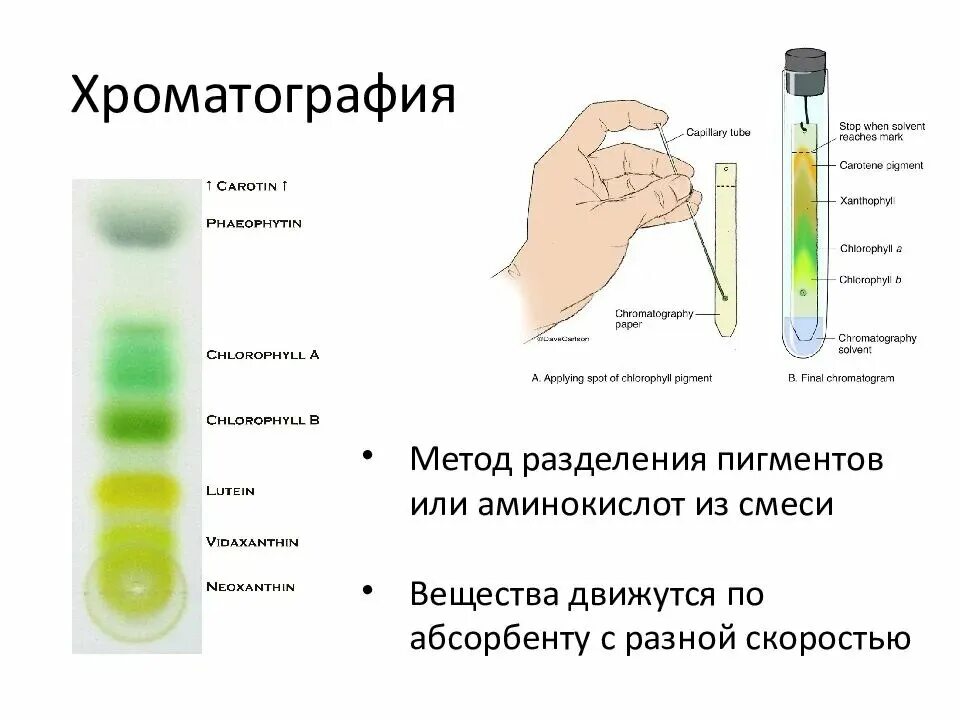 хроматография пигментов листа. разделение пигментов методом бумажной хроматографии. хроматография пигментов зеленого листа. хроматография пигментов листа. хроматография пигментов листа.