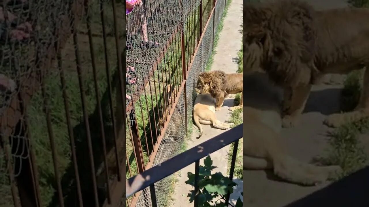 Тайган последние видео сегодня с татьяной алексагиной. Парк Львов Тайган. Парк Львов Тайган в Крыму.