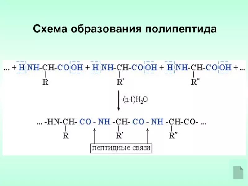 Образует полипептид