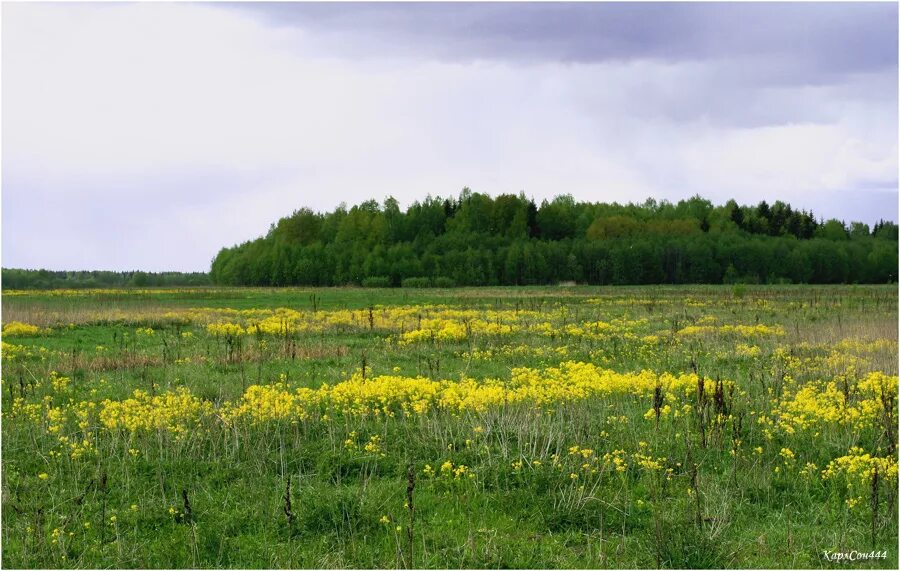 В каком зеленом луге. Мещера Луга. Суходольные Луга. Майские Луга. Сосновый лес и Суходольный луг.