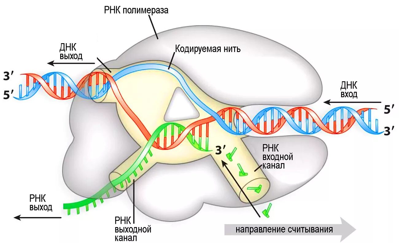 Осуществляется ферментом днк полимеразой. РНК полимераза строение. Строение РНК полимеразы у эукариот. ДНК зависимая РНК полимераза строение. РНК полимераза строение и функции.