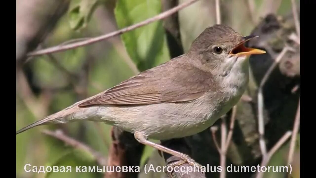 Камышовка птица голос. Голоса птиц с названиями. Камышовки определитель. Поющие птицы Подмосковья фото с названиями. Птицы голос фото название