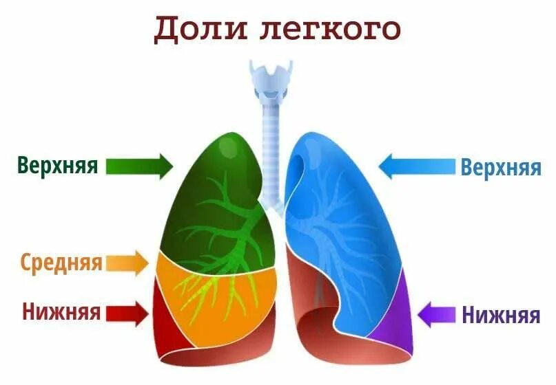 Легкое состоит из долей