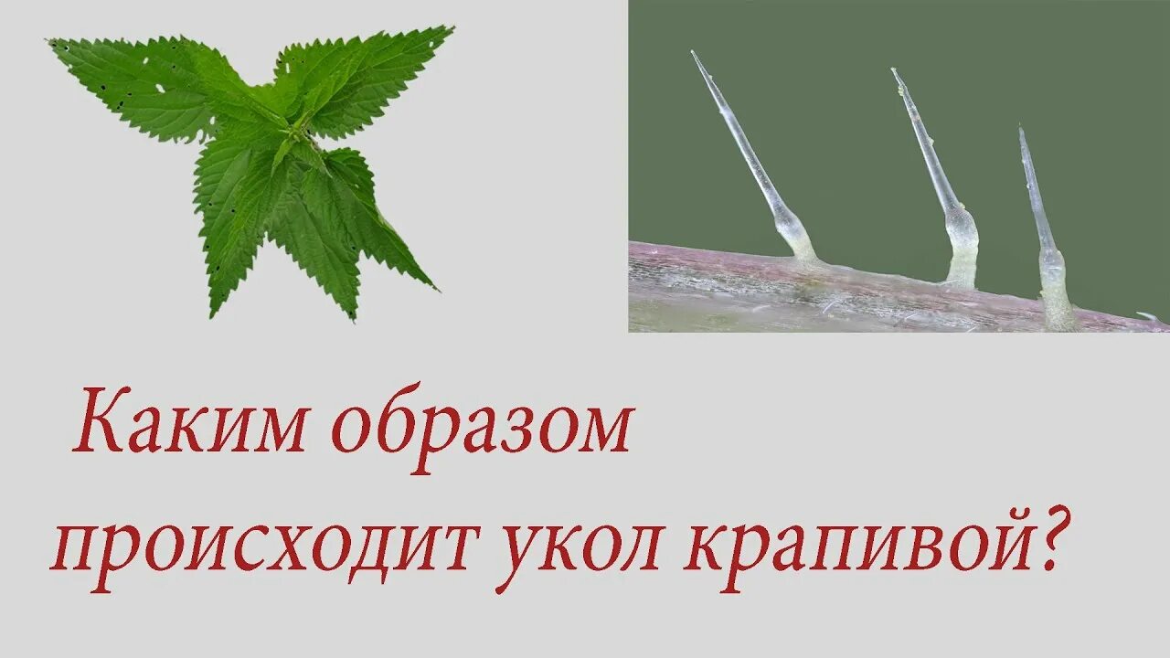 Я выйду за город крапива колется. Крапива жалит. Крапива колется. Ампула с крапивой.