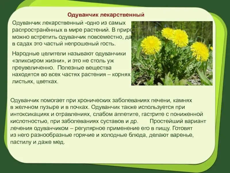 Как используется одуванчик. Лечебные растения. лечебные травы ставропольского края. одуванчик лекарственное растение. лекарственные растения ставропольского края.