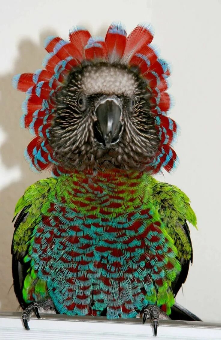 Попугай Deroptyus accipitrinus. Веерный Ястребиный попугай. Маверик попугай порода. Веерные (ястребиноголовые) попугаи. Curl parrot
