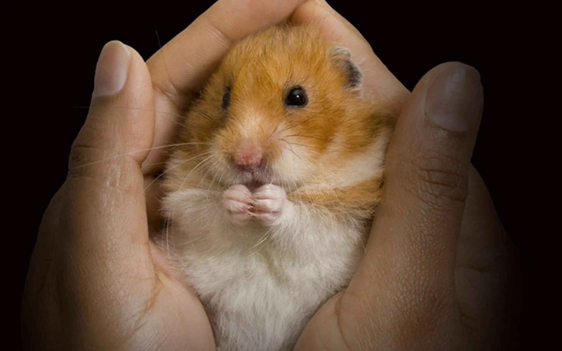 Sad hamster violin hamster. Джунгарский хомячок рыжий. Хомяк сирийский. Рыжий хомяк джунгарик. Джунгарский и сирийский хомяк.
