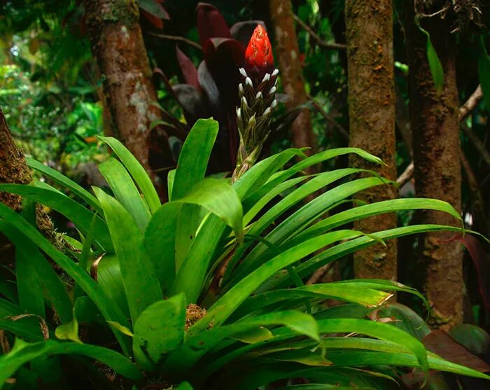 Гусмания растение пересадка. Гусмания (растение). guzmania lingulata. гузмания в дикой природе. гусмания растение размножение.