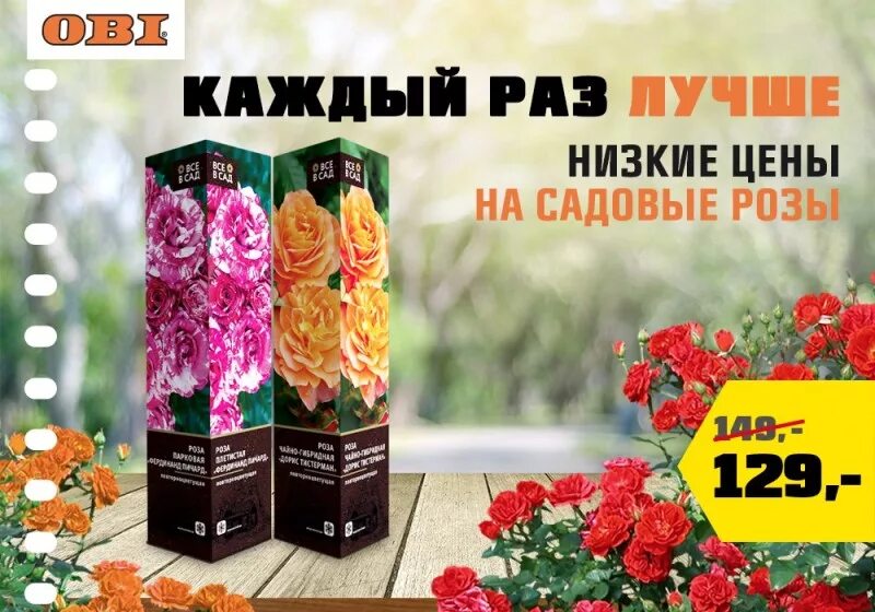 Розы саженцы в коробках дешевой. Дыбенко 20 оптика. Дыбенко 6 к 1 москва. Цветы дыбенко. Деньги сразу.