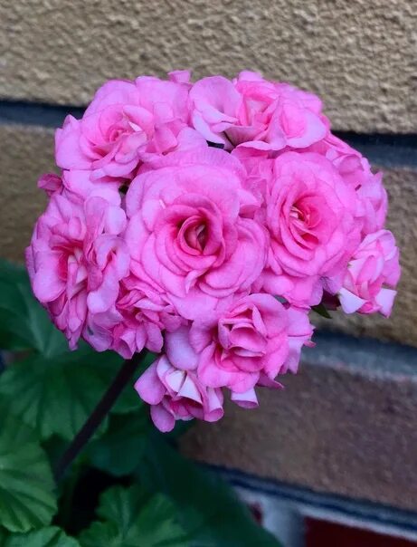 Пеларгония Grainger's Antique Rose Festima.Ru - частные объявления