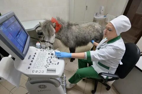 Ветеринары уральские