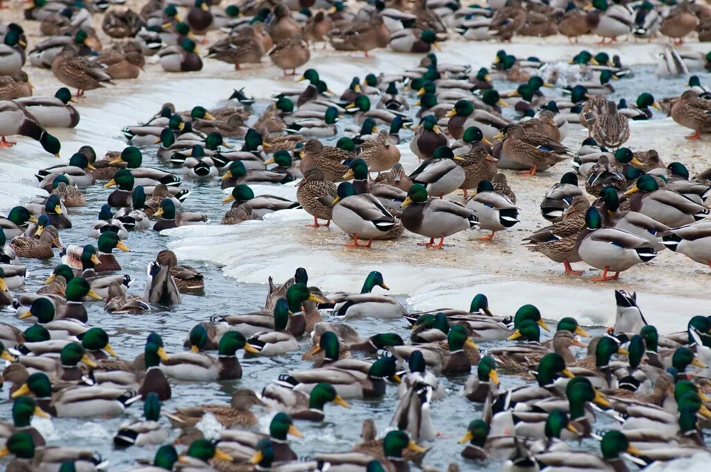 Many ducks